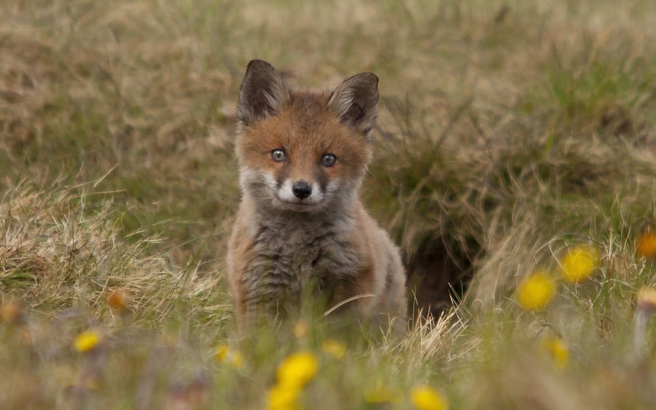 Cute Fox Cub for 1280 x 800 widescreen resolution