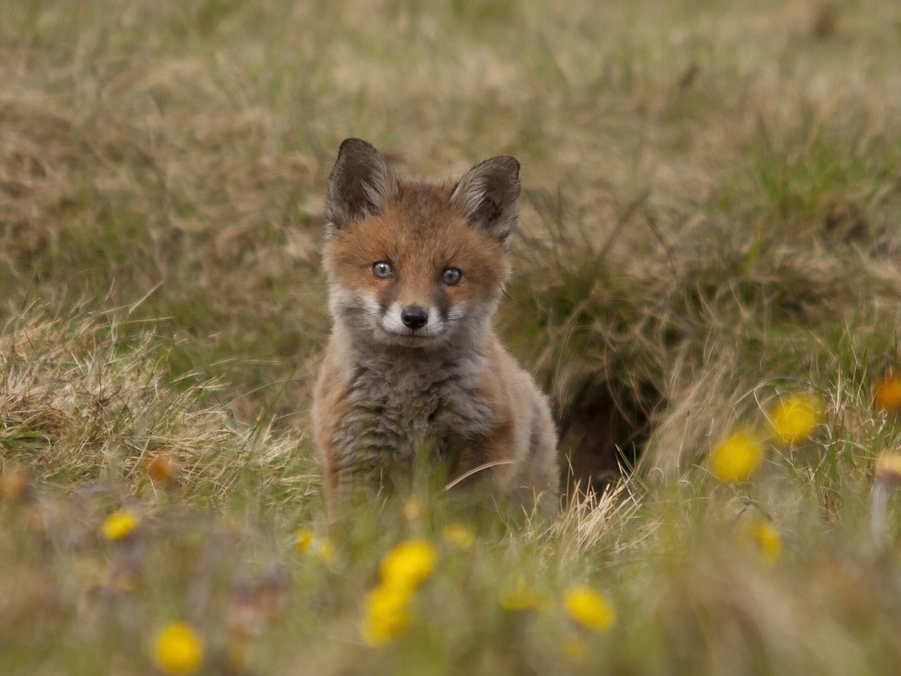 Cute Fox Cub for 1280 x 960 resolution