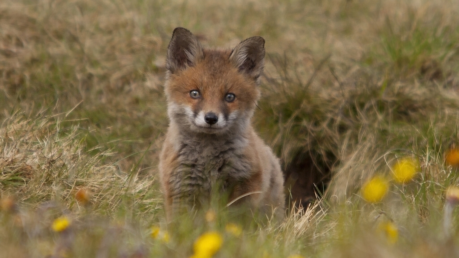 Cute Fox Cub for 1536 x 864 HDTV resolution