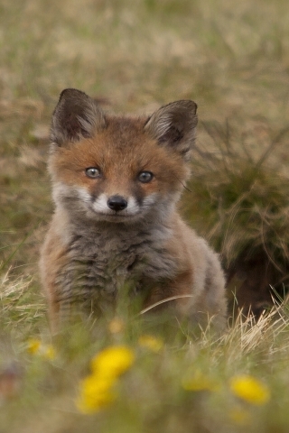 Cute Fox Cub for 320 x 480 iPhone resolution