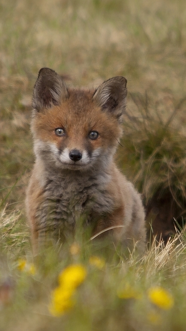 Cute Fox Cub for 640 x 1136 iPhone 5 resolution