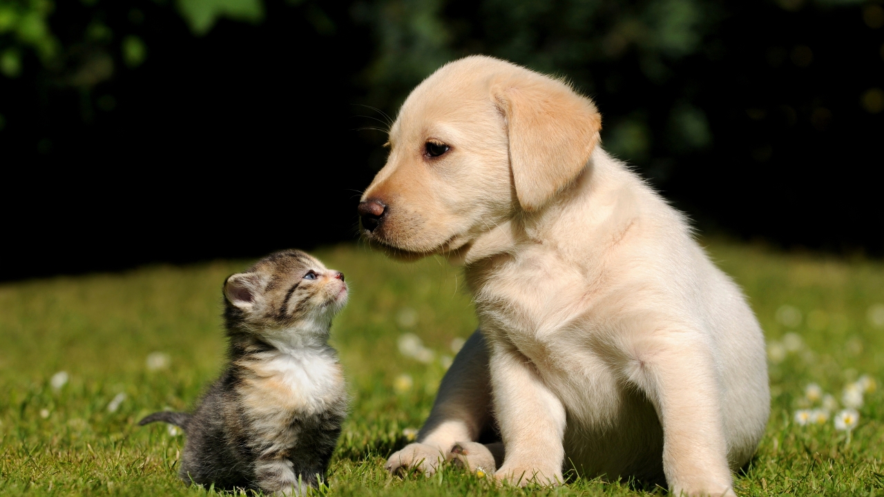 Cute Friends for 1280 x 720 HDTV 720p resolution