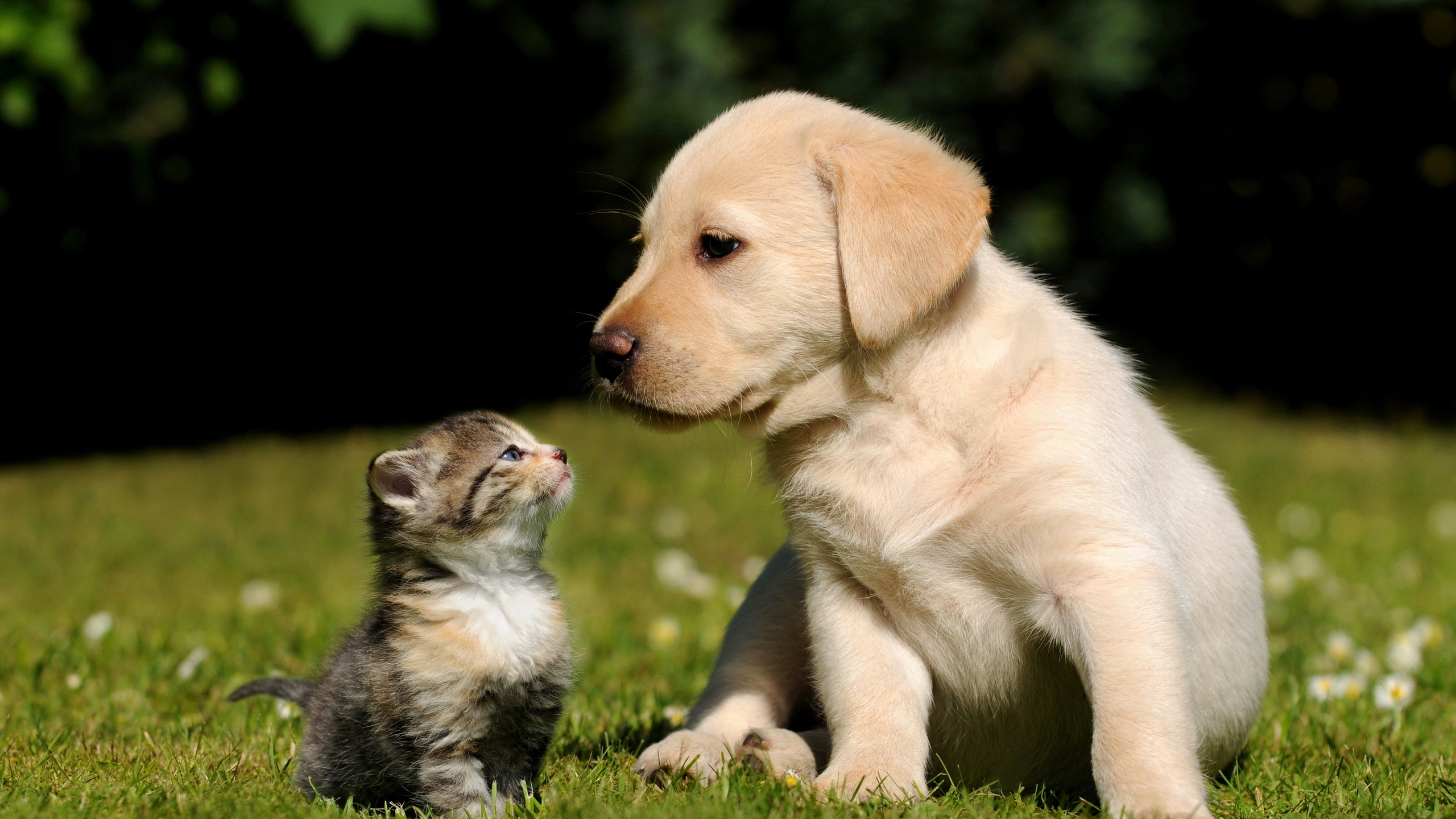 Cute Friends for 2560x1440 HDTV resolution