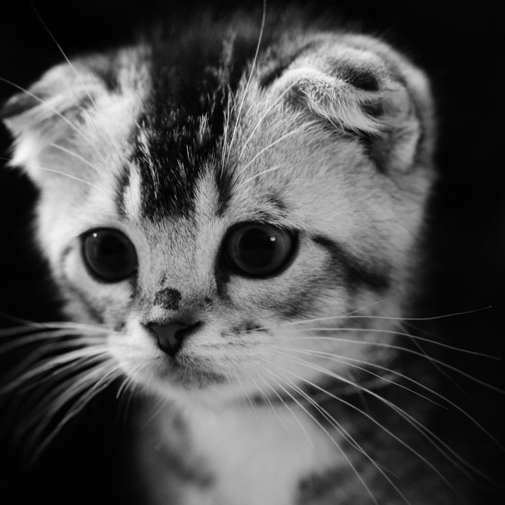 Cute Gray Kitten for 1024 x 1024 iPad resolution