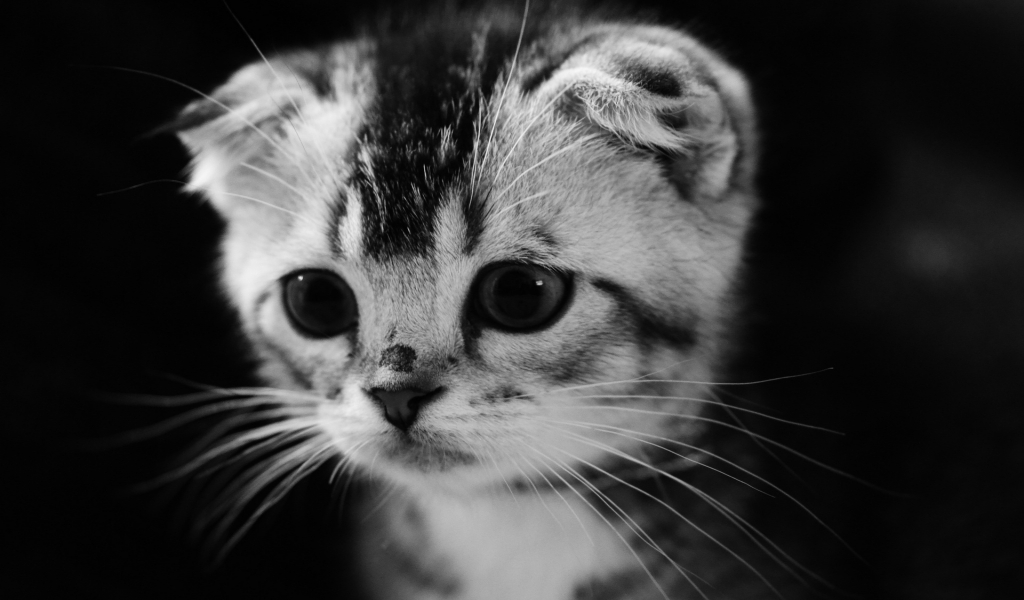 Cute Gray Kitten for 1024 x 600 widescreen resolution