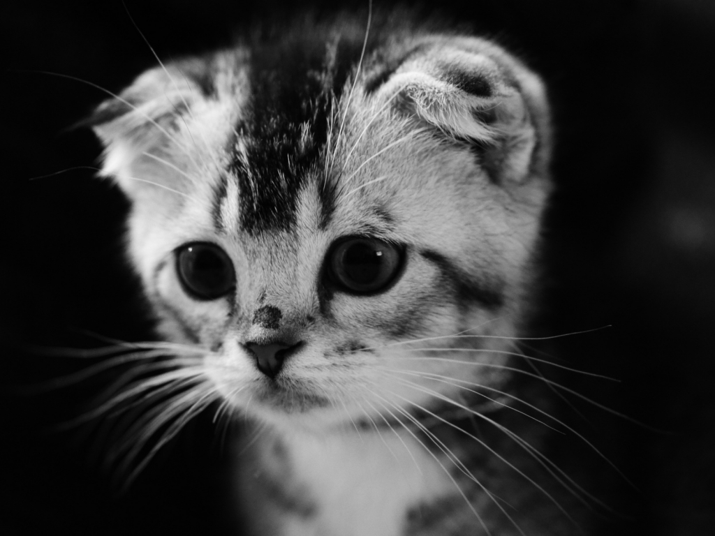 Cute Gray Kitten for 1024 x 768 resolution