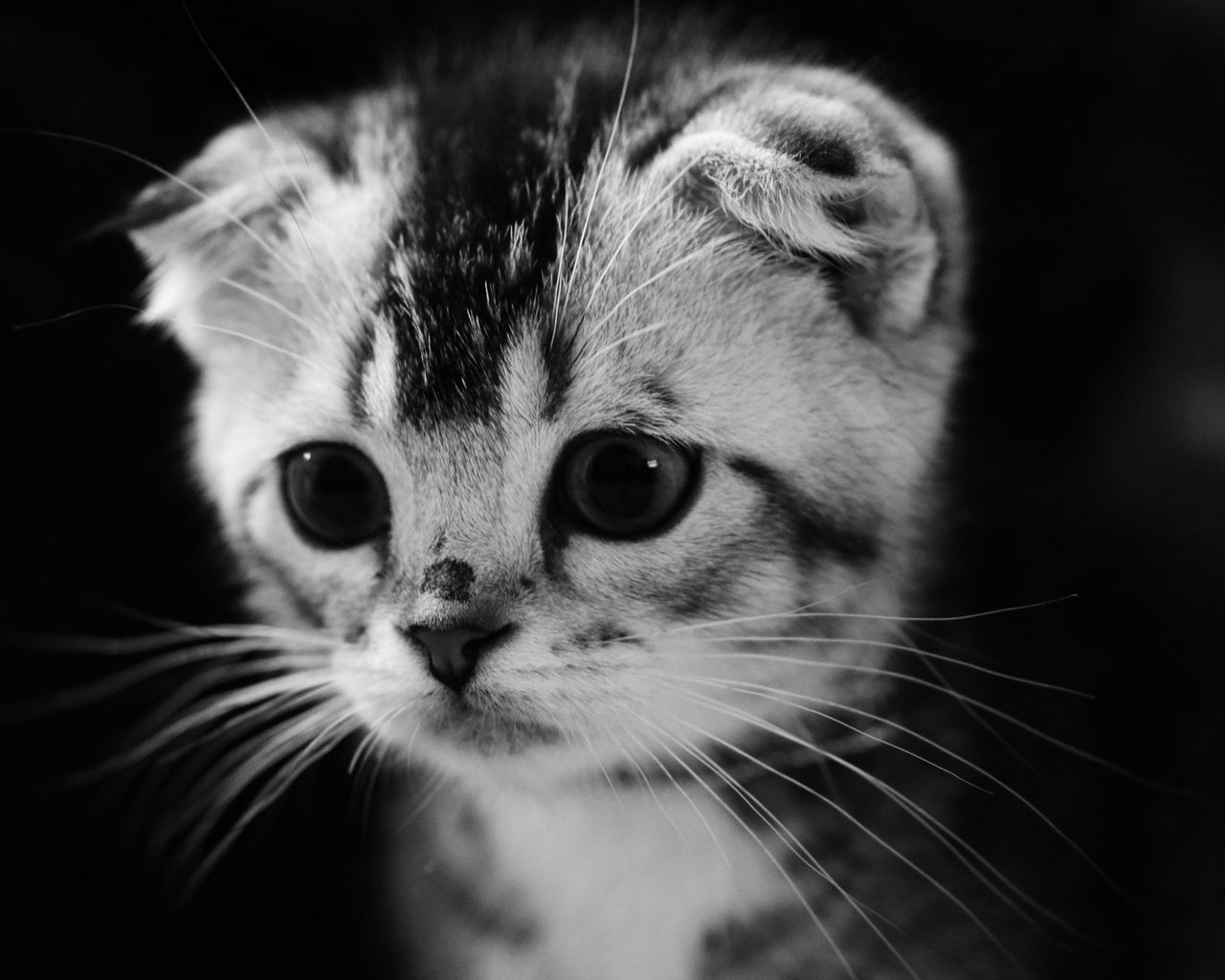 Cute Gray Kitten for 1280 x 1024 resolution