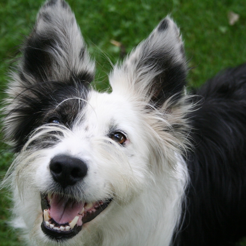 Cute Happy Dog for 1024 x 1024 iPad resolution