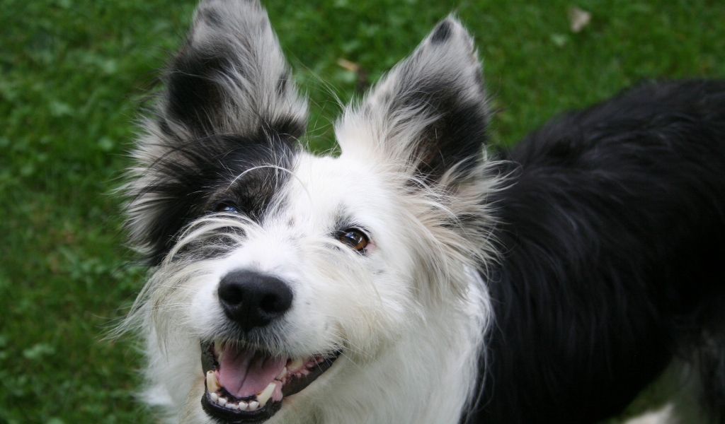 Cute Happy Dog for 1024 x 600 widescreen resolution