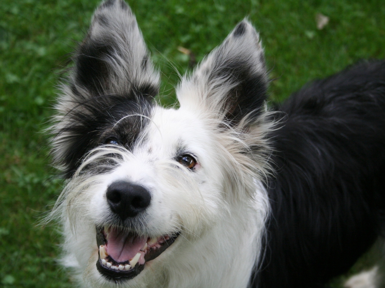Cute Happy Dog for 1280 x 960 resolution