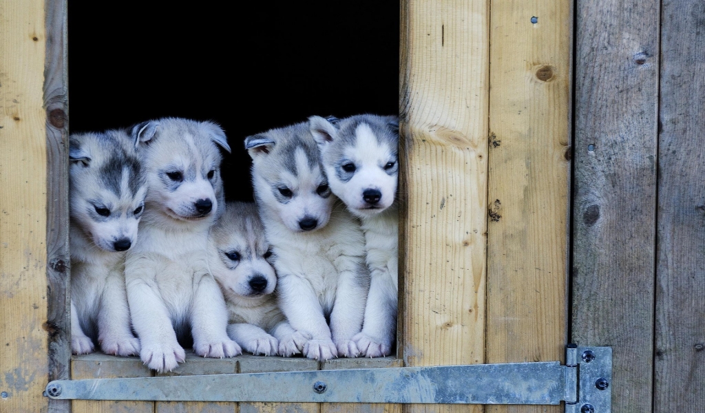Cute Husky Puppies for 1024 x 600 widescreen resolution