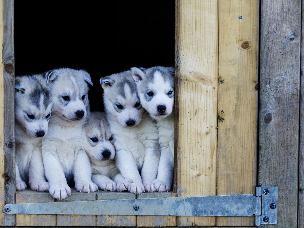 Cute Husky Puppies for 1024 x 768 resolution