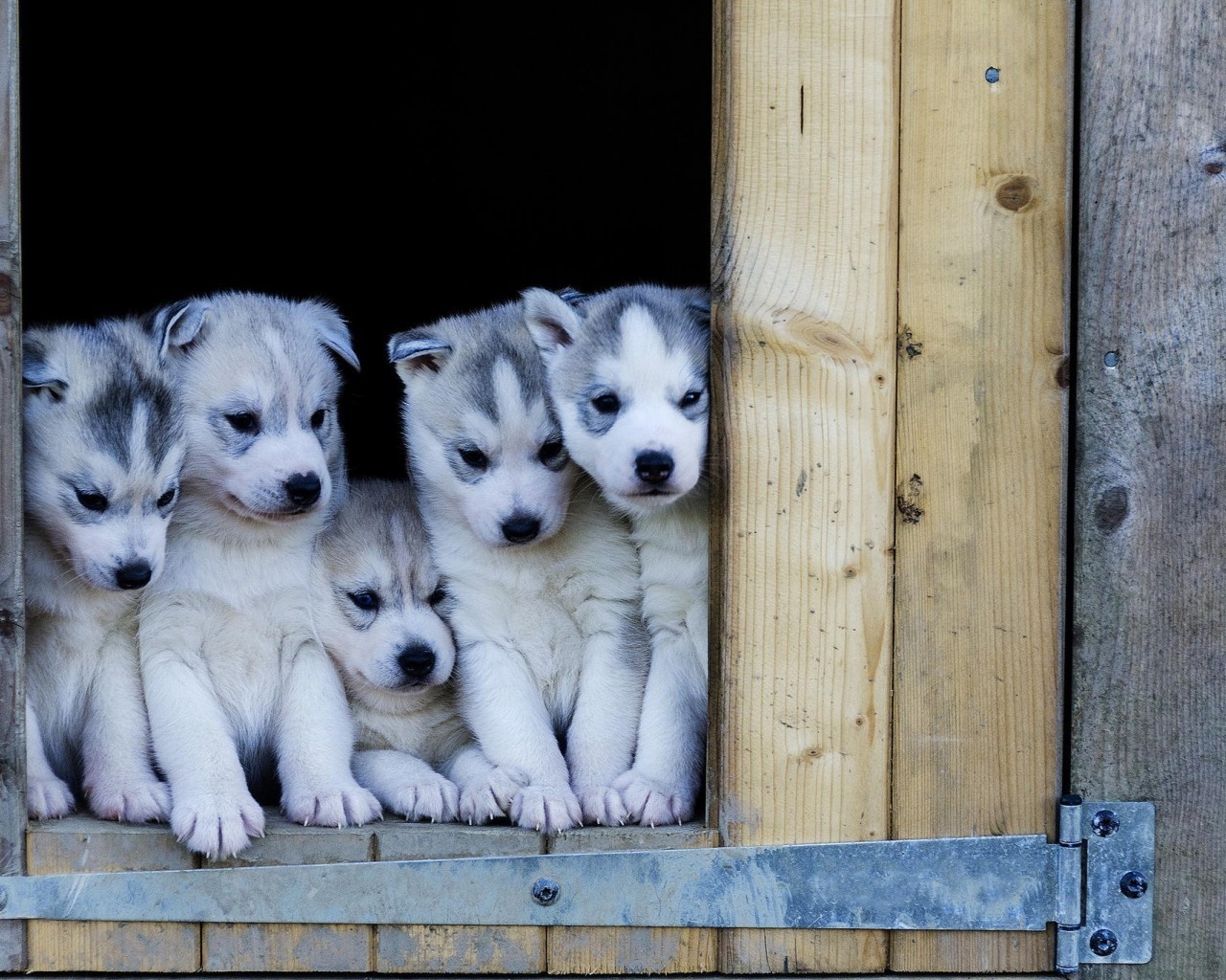 Cute Husky Puppies for 1280 x 1024 resolution
