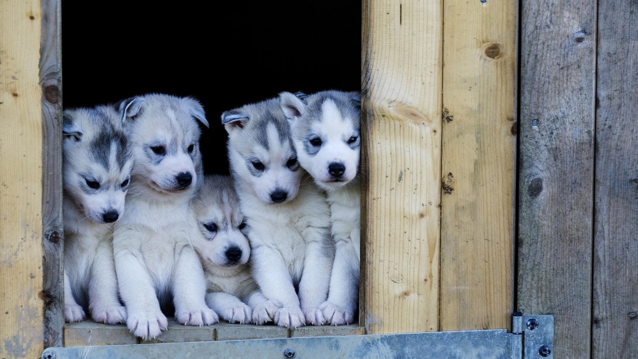 Cute Husky Puppies for 1280 x 720 HDTV 720p resolution