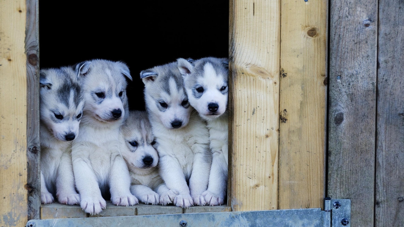 Cute Husky Puppies for 1600 x 900 HDTV resolution