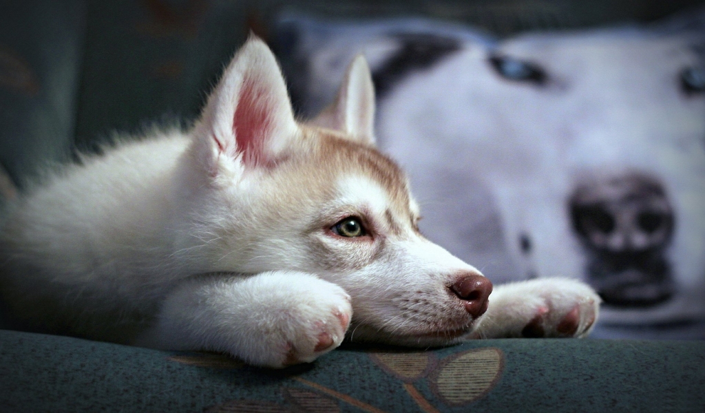 Cute Husky Puppy for 1024 x 600 widescreen resolution