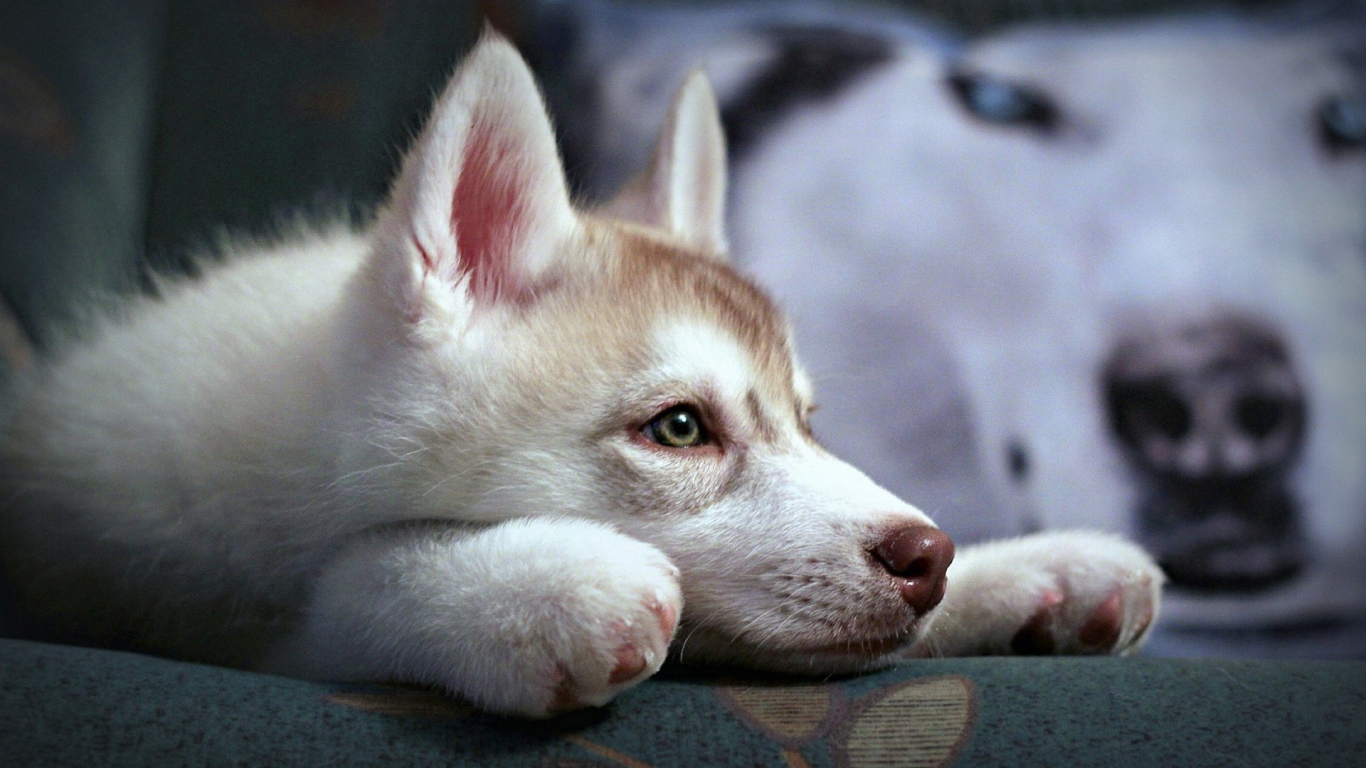 Cute Husky Puppy for 1366 x 768 HDTV resolution