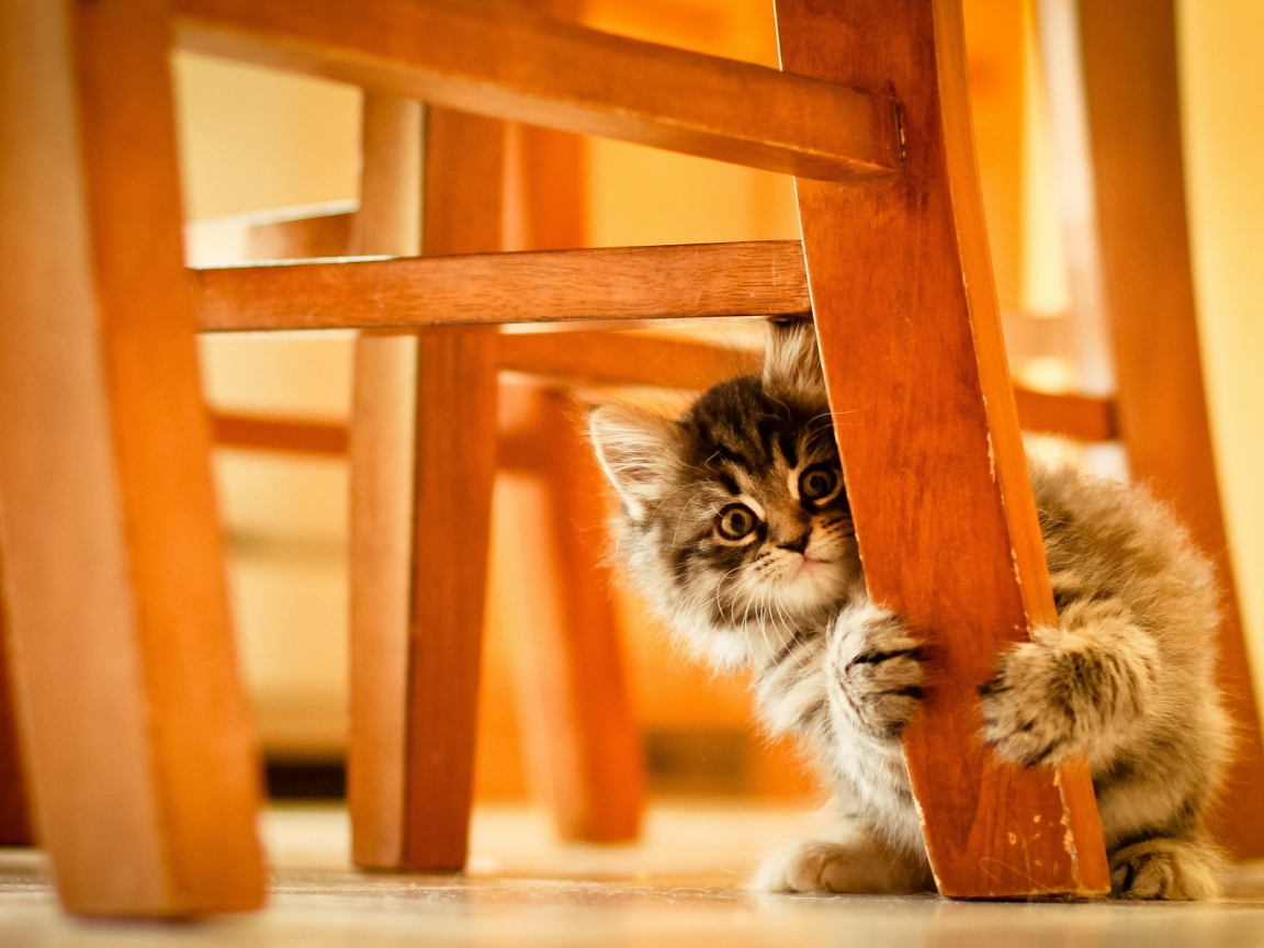 Cute Kitty Hiding for 1152 x 864 resolution