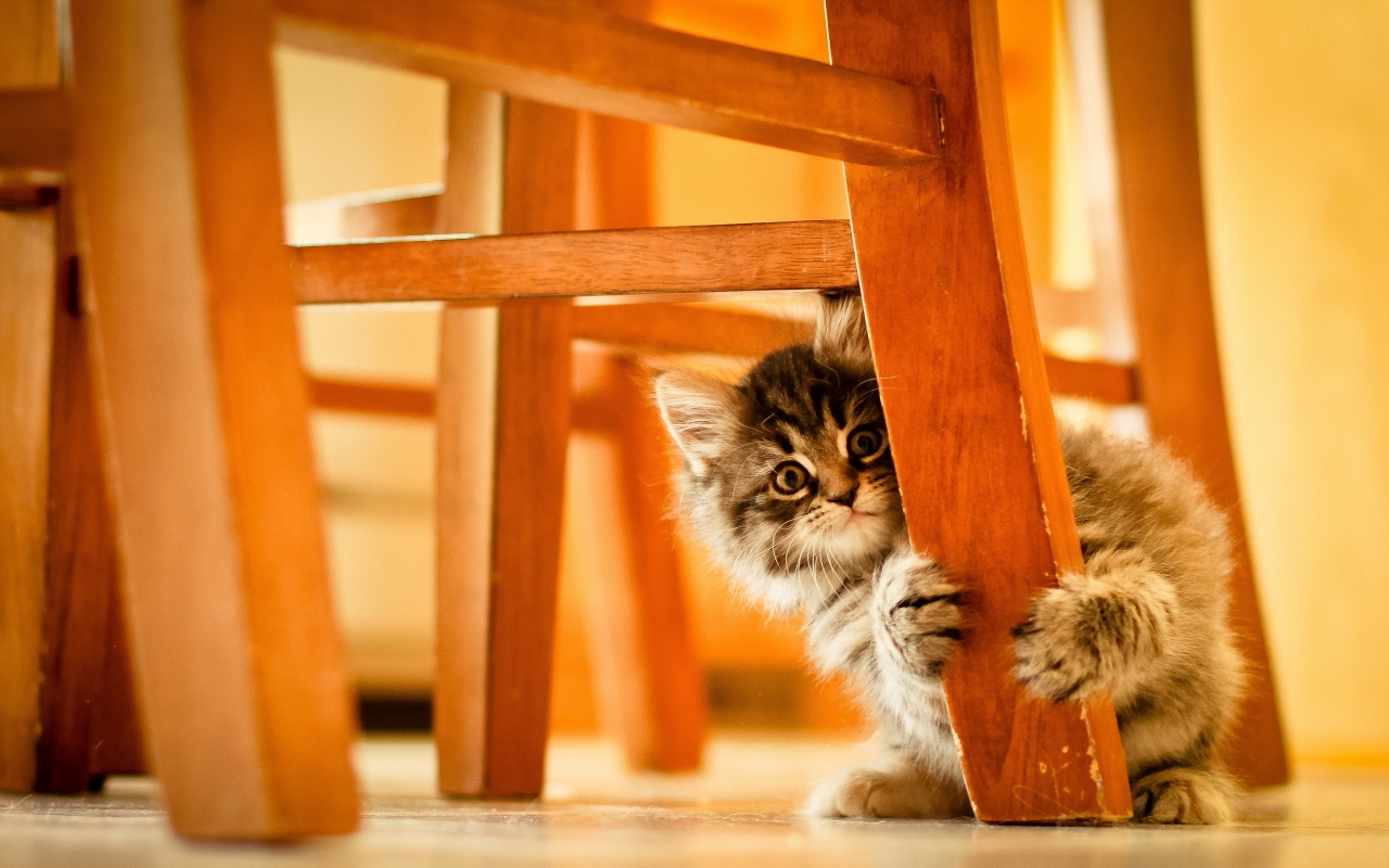 Cute Kitty Hiding for 1280 x 800 widescreen resolution