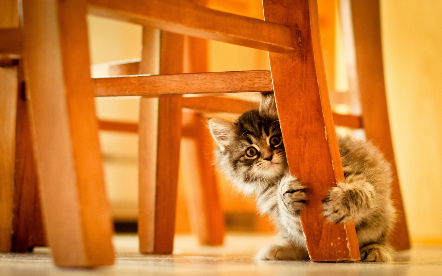 Cute Kitty Hiding for 1440 x 900 widescreen resolution