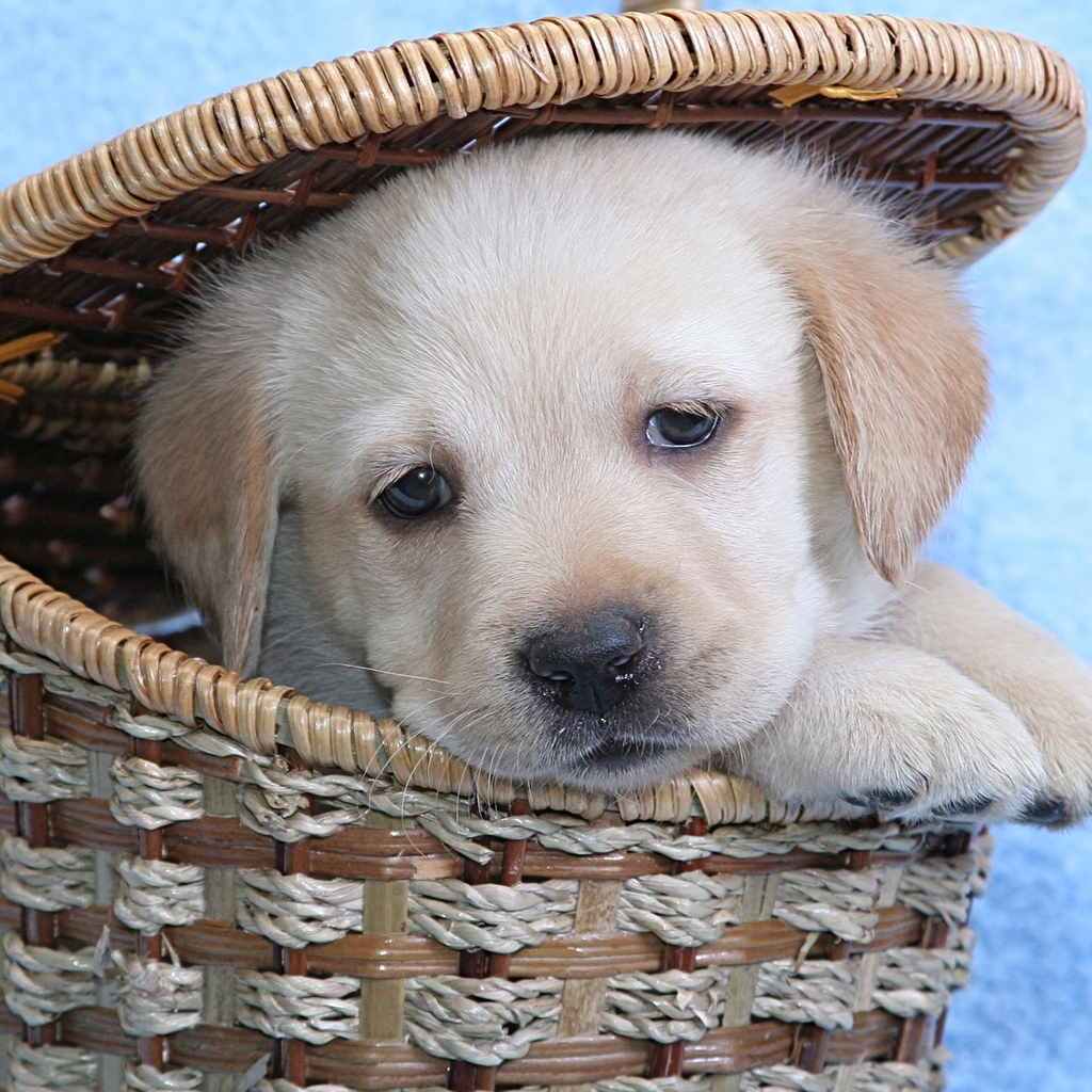 Cute Labrador Puppy for 1024 x 1024 iPad resolution