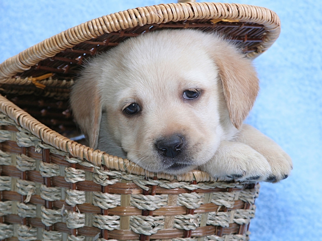 Cute Labrador Puppy for 1024 x 768 resolution