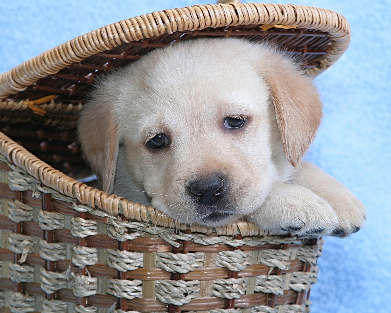 Cute Labrador Puppy for 1280 x 1024 resolution