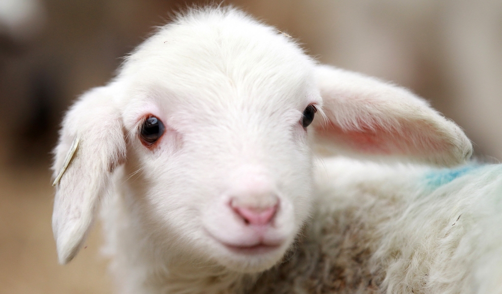 Cute Lamb for 1024 x 600 widescreen resolution