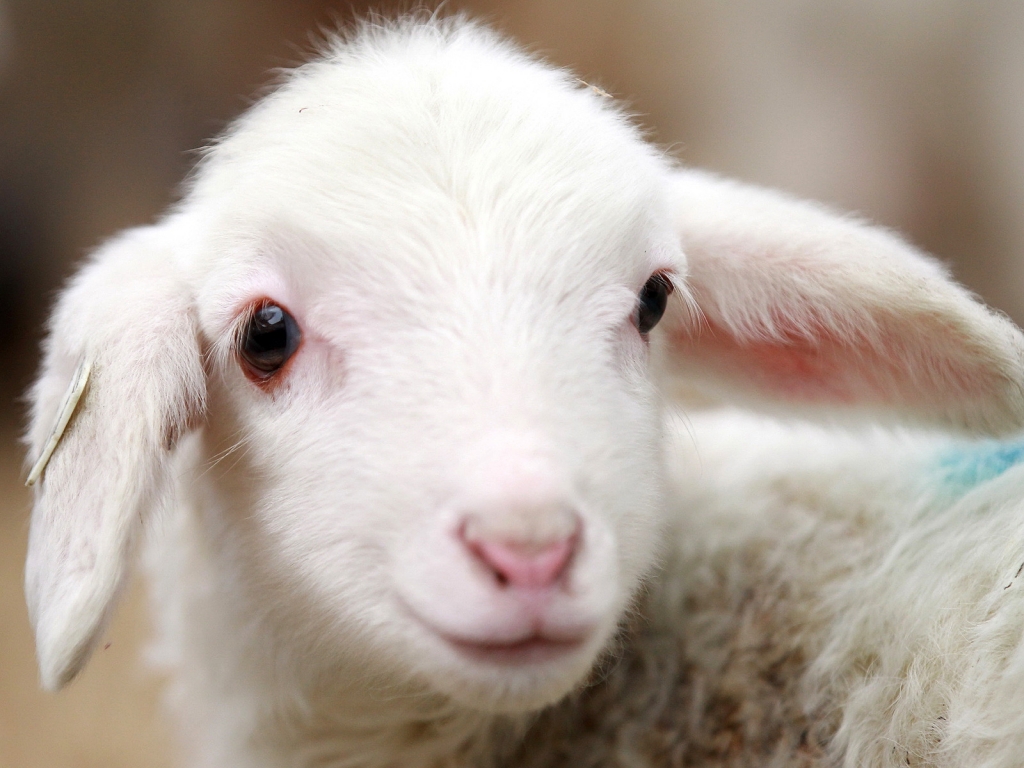 Cute Lamb for 1024 x 768 resolution