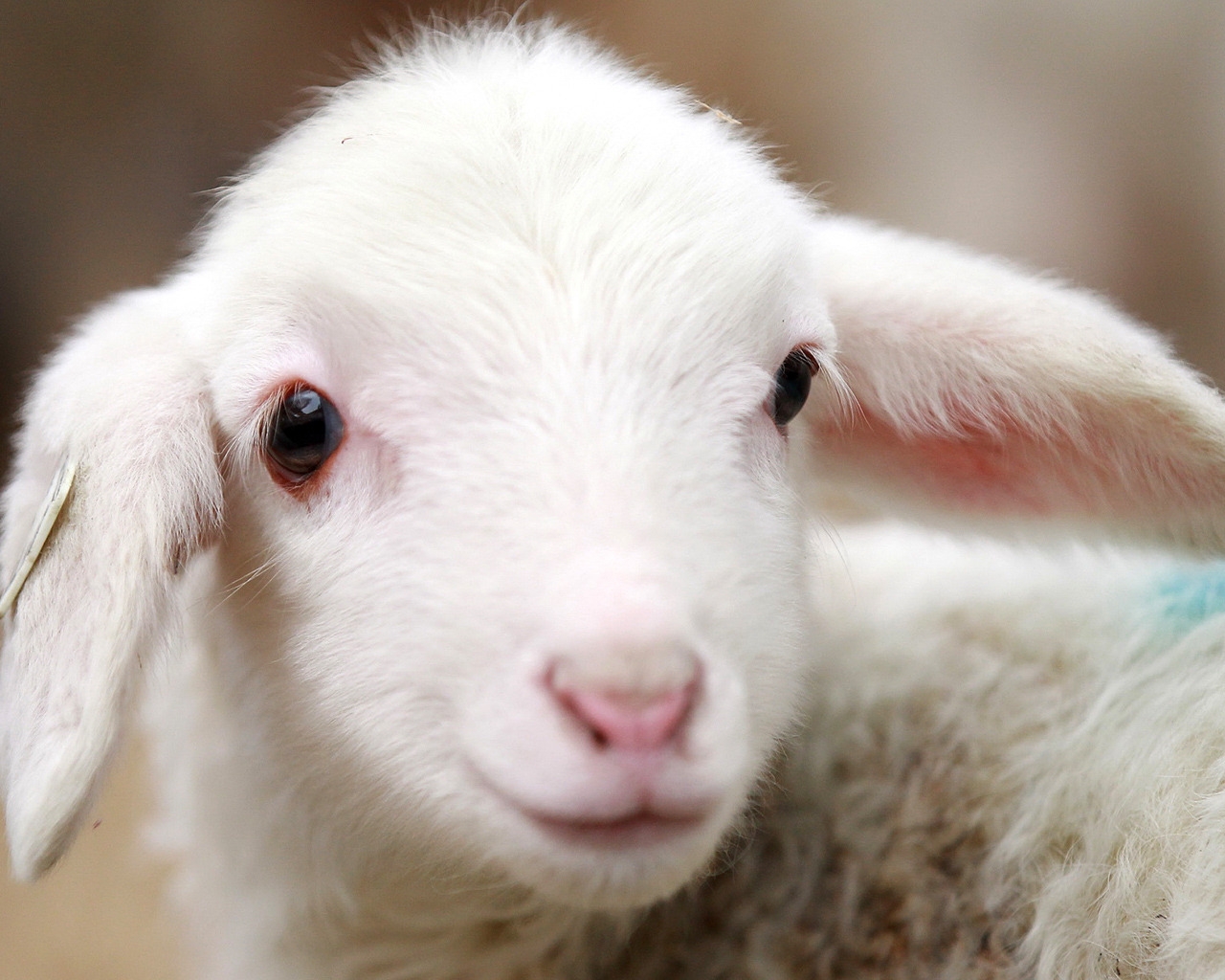 Cute Lamb for 1280 x 1024 resolution