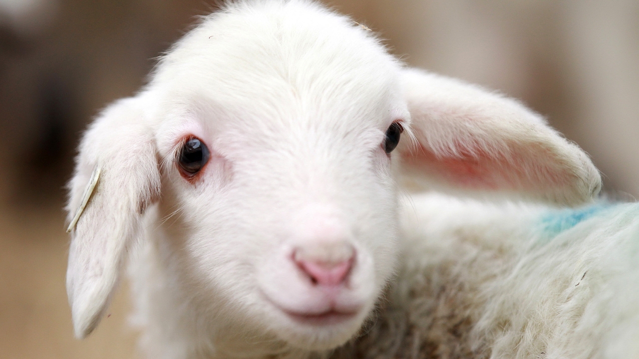 Cute Lamb for 1280 x 720 HDTV 720p resolution