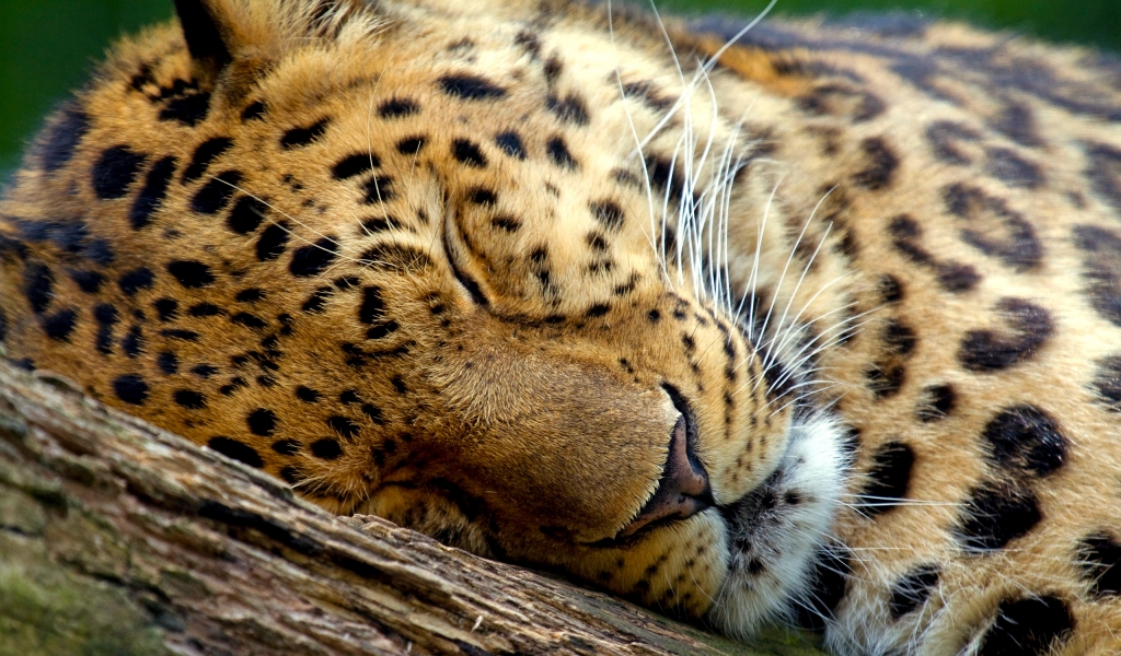 Cute Leopard Sleeping for 1024 x 600 widescreen resolution