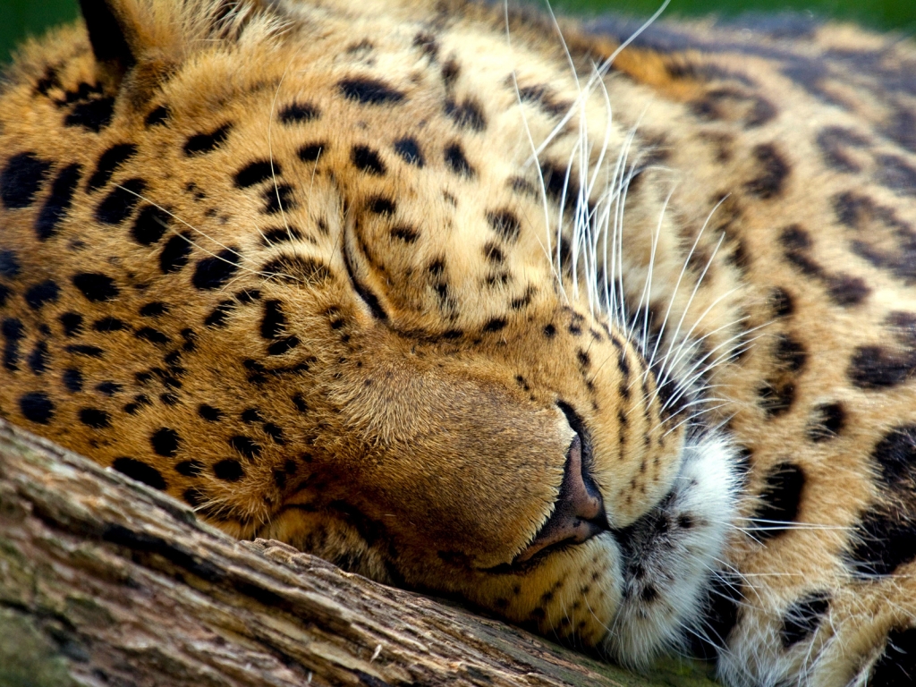 Cute Leopard Sleeping for 1024 x 768 resolution