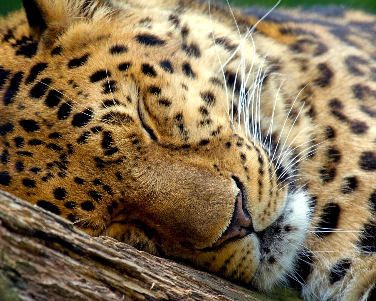 Cute Leopard Sleeping for 1280 x 1024 resolution