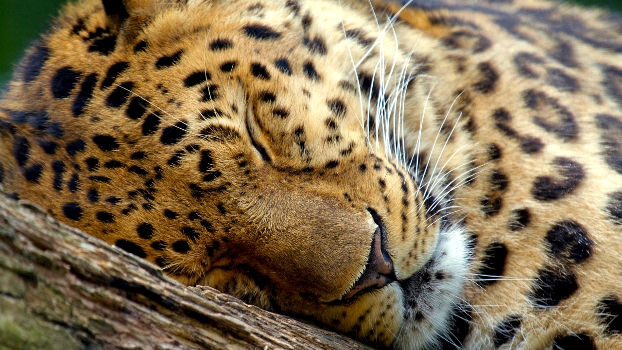 Cute Leopard Sleeping for 1280 x 720 HDTV 720p resolution