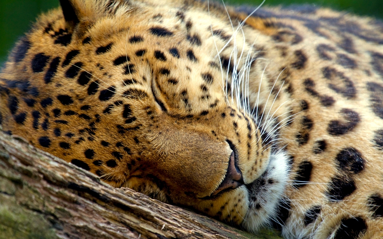 Cute Leopard Sleeping for 1280 x 800 widescreen resolution