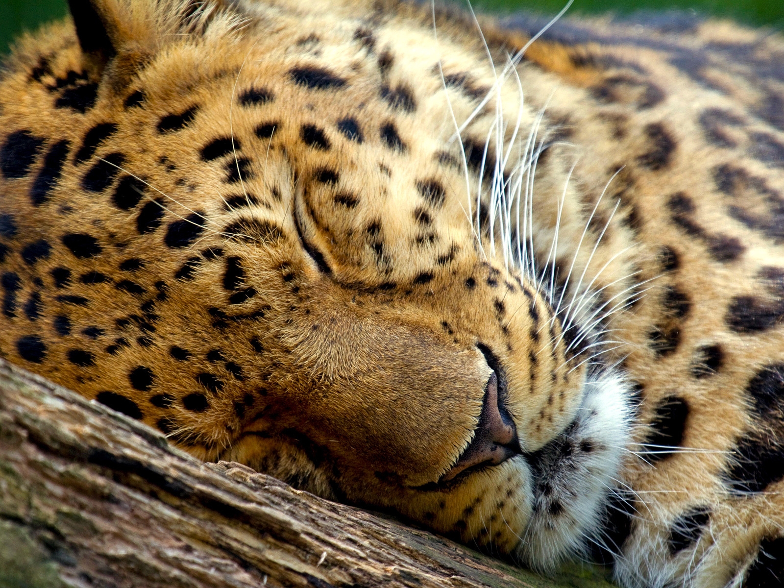 Cute Leopard Sleeping for 1600 x 1200 resolution