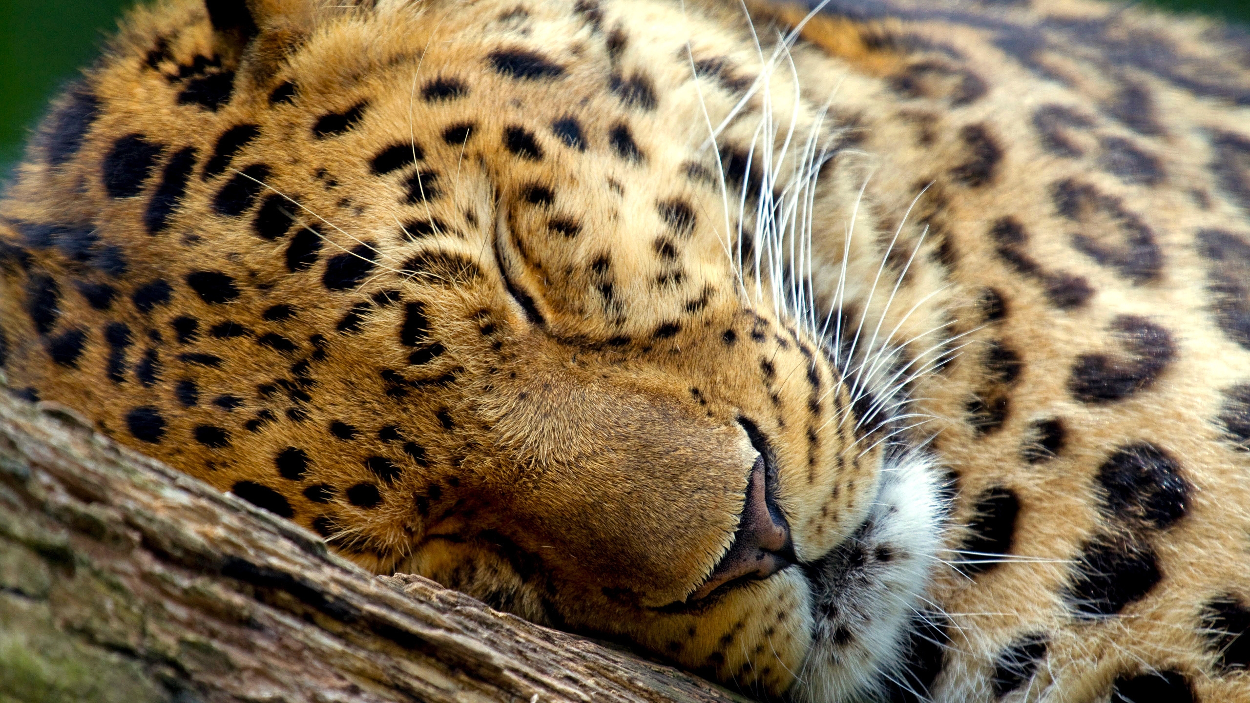 Cute Leopard Sleeping for 2560x1440 HDTV resolution