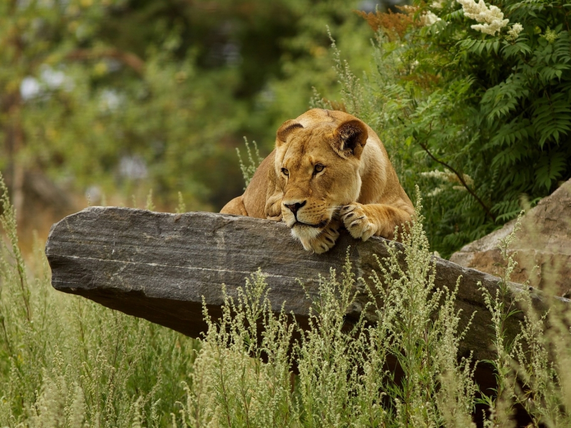 Cute Lion Relaxing for 1152 x 864 resolution