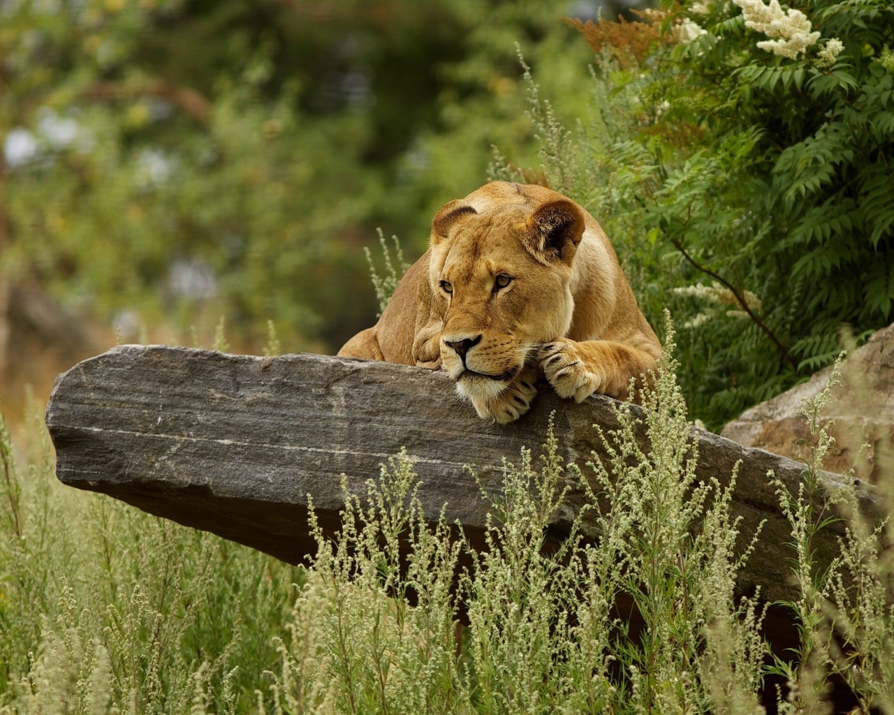 Cute Lion Relaxing for 1280 x 1024 resolution