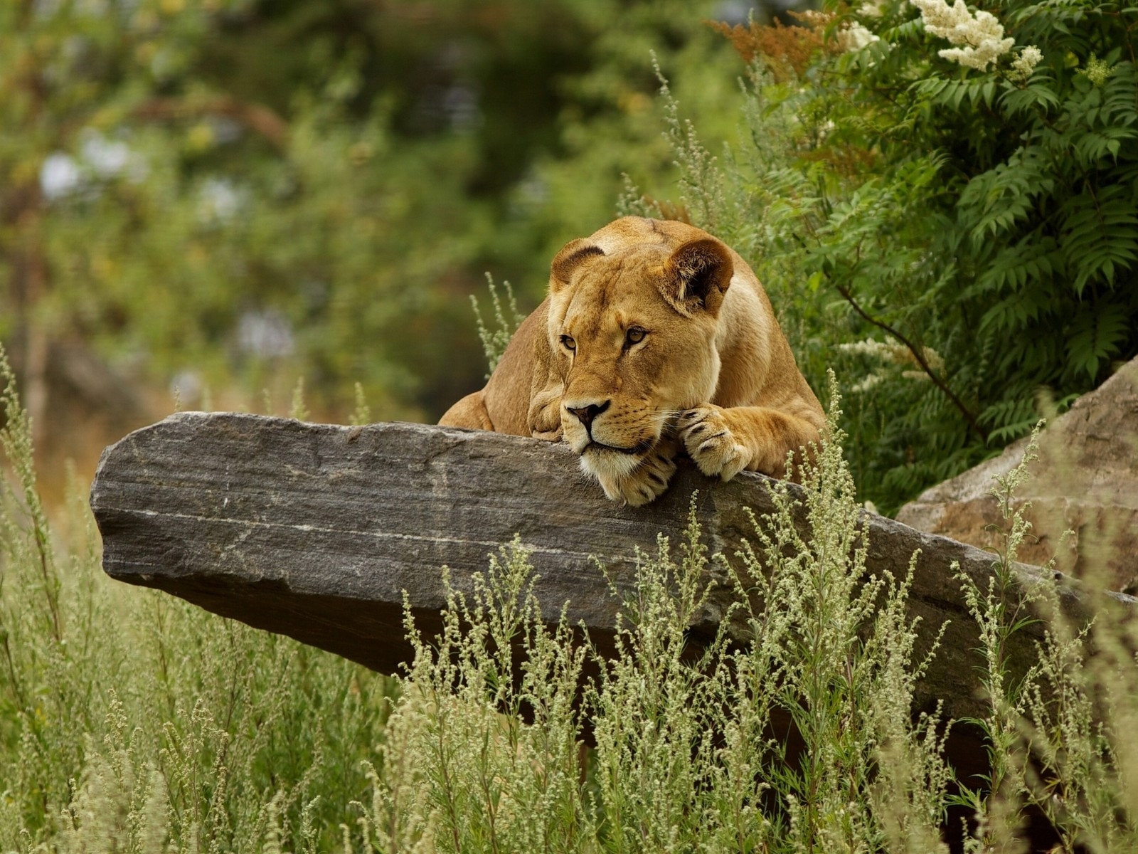 Cute Lion Relaxing for 1600 x 1200 resolution