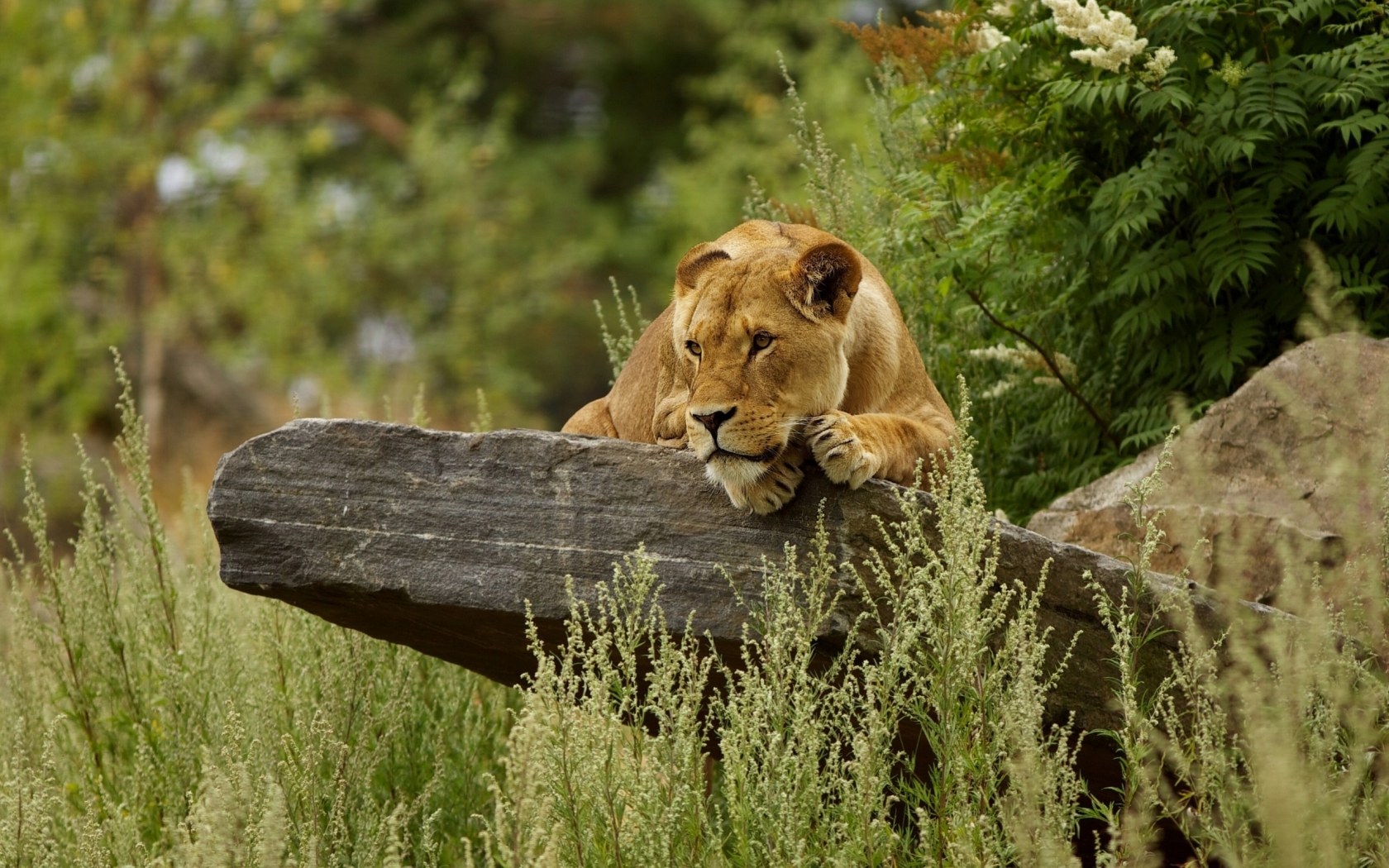Cute Lion Relaxing for 1680 x 1050 widescreen resolution