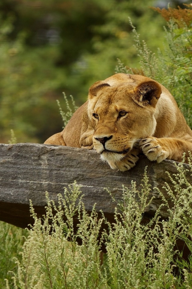 Cute Lion Relaxing for 640 x 960 iPhone 4 resolution