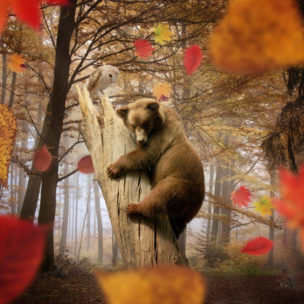 Cute Little Bear Playing for 1024 x 1024 iPad resolution