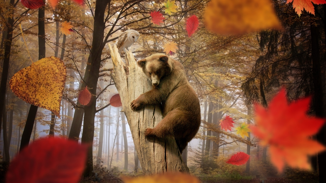 Cute Little Bear Playing for 1280 x 720 HDTV 720p resolution