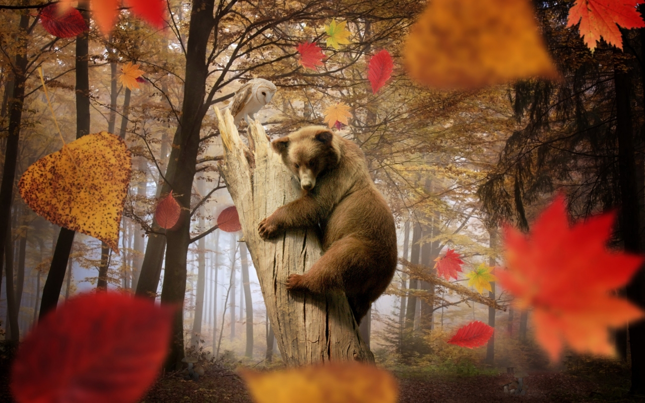 Cute Little Bear Playing for 1280 x 800 widescreen resolution