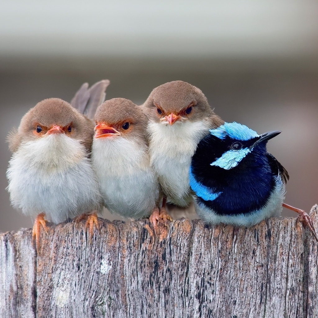 Cute Little Birds for 1024 x 1024 iPad resolution
