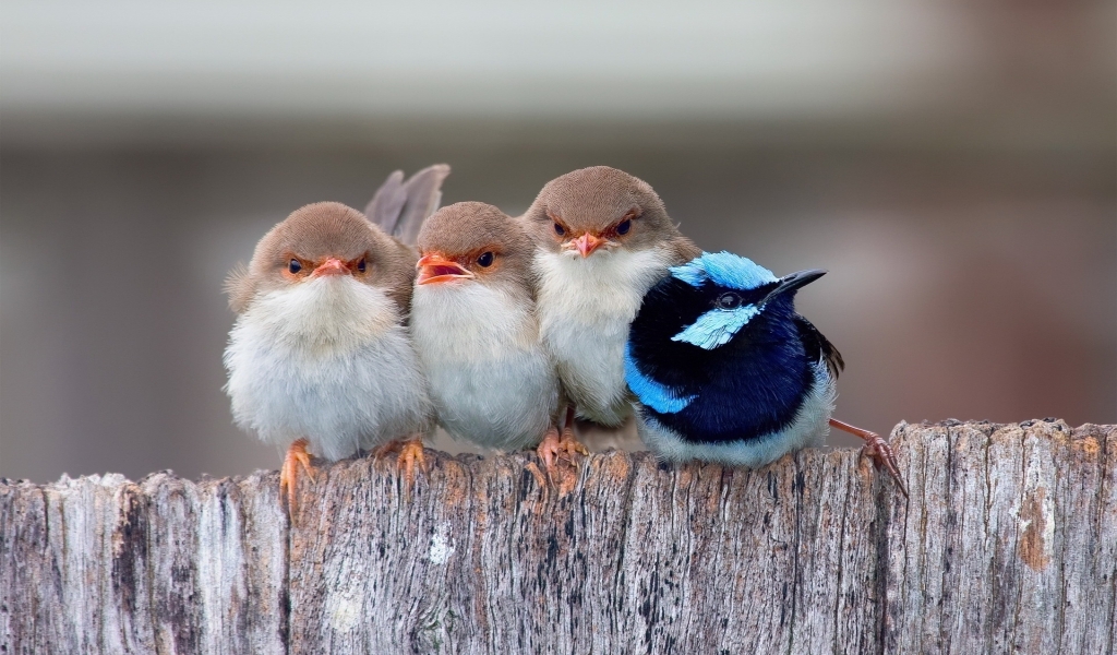 Cute Little Birds for 1024 x 600 widescreen resolution