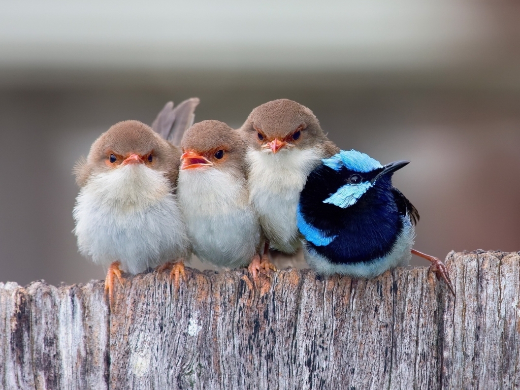 Cute Little Birds for 1024 x 768 resolution