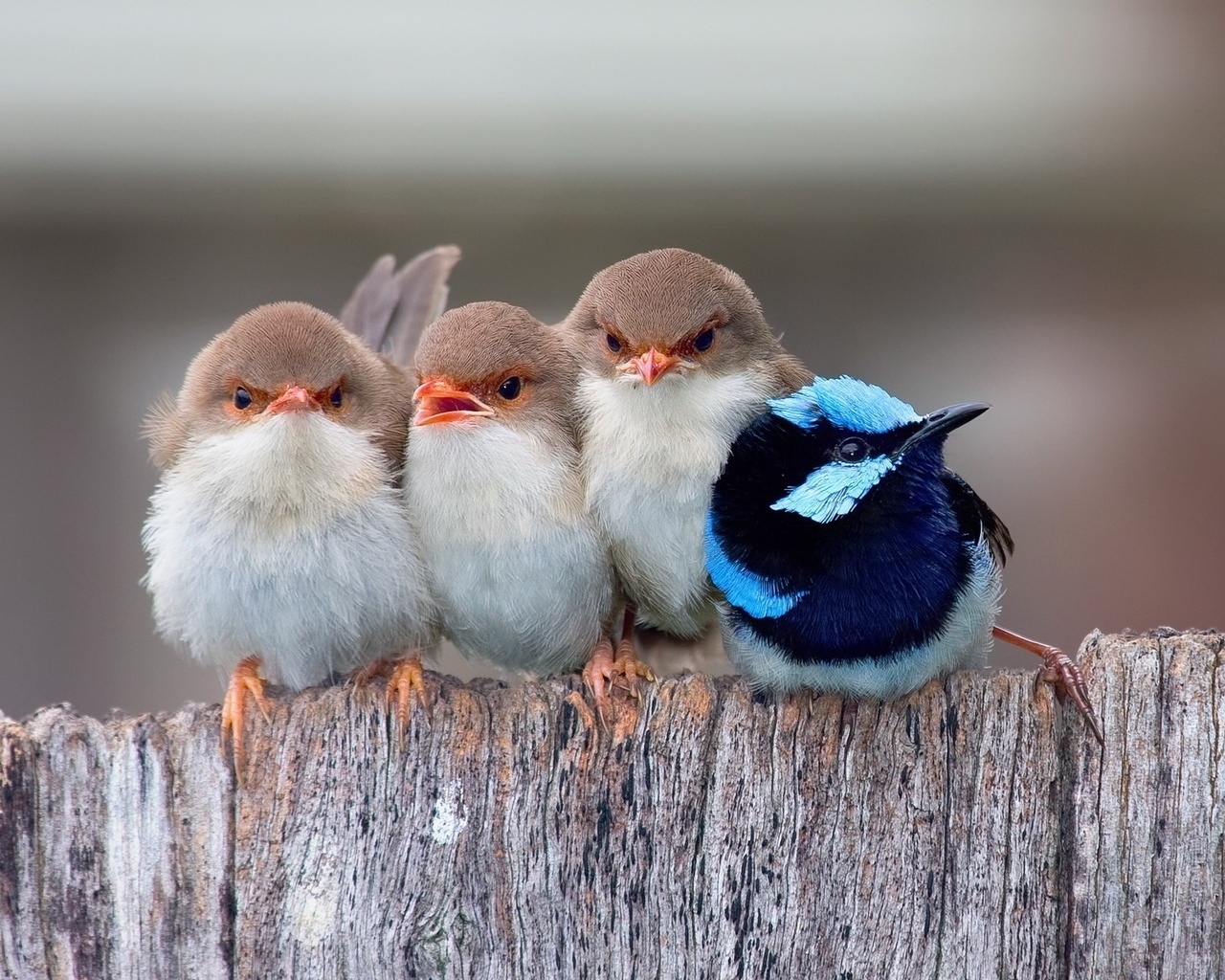 Cute Little Birds for 1280 x 1024 resolution
